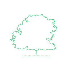 Plants Deciduous Trees Red Oak Champion Oak Tree Line Tracing Svg Vector, Free Vectors File